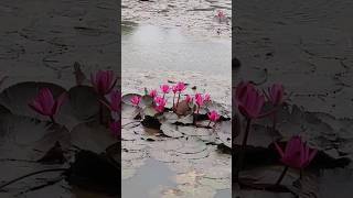 Pink Colour Water lilly Flowers shorts vrshorts trendingshorts shortsviral [upl. by Efeek414]