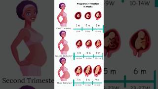 Pregnancy Trimesters in Weeks 😍🥰 embryo fetus share [upl. by Braynard449]