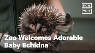 Echidna Puggle Born at Sydney’s Taronga Zoo Shorts [upl. by Rednasela]