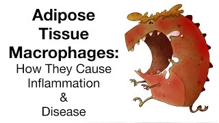 Adipose Tissue Macrophages How They Cause Inflammation and Disease [upl. by Eanore]