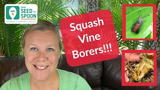 🌱 Squash Vine Borer How to Prevent amp Manage These Deadly Squash Pests [upl. by Zhang]