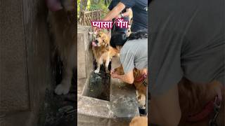 Thirsty Paws in Action youtubeshortsfunnyanimalsleoviralvideofunnylove [upl. by Liahcim]