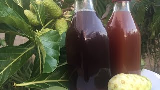 How To Make Fermented Noni Juice [upl. by Hamforrd]