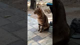 🐈🐅Tigerlike Cats Beauty and Cuteness in Onecatstigercute shortsshortvideo shortfeed funny [upl. by Aineval]