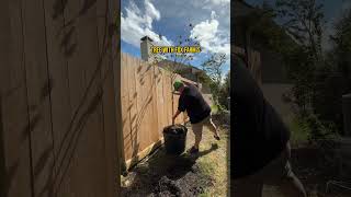 Repotting My Texas Redbud Tree [upl. by Enasus127]