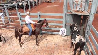 Confinamento parte 2 Boas Práticas de Manejo em Bovinos Confinados [upl. by Ethelda]