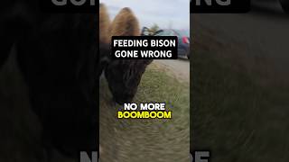 FEEDING BISON GONE WRONG [upl. by Tema641]