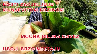 GAVEZ  BILJKA KOJA BRZO ZACJELJUJE KOSTI I LOMOVE [upl. by Ok]