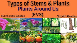 EVS  Different types of Stems amp Plants Plants Around Us3rd Grade EVS  2021syllabus [upl. by Colier694]