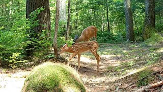 Fawns Doe’s Bobcat and Coyote [upl. by Dwaine]