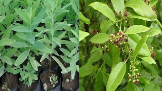 How to grow SANDALWOOD TREE from Seed at Home  How to Germinate Sandalwood seed at Homesandalwood [upl. by Roter]