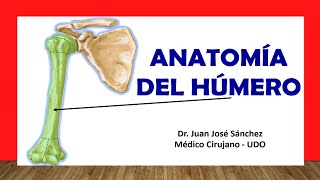 🥇 Anatomía del HÚMERO ¡Fácil Rápida y Sencilla [upl. by Lotus788]