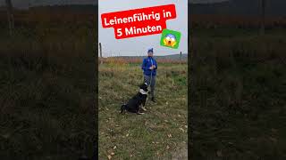 Eine Übung und dein Hund zieht nie wieder mehr Leine 🐶💕🤪👍 hundeerziehung [upl. by Cosimo380]