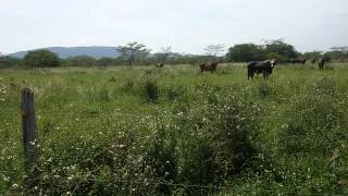 Ganaderia Tropico Bajo Pastoreo intensivo [upl. by Atsuj]