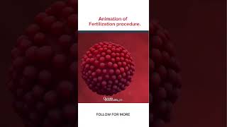 Fertilization animation procedure medicallife nursingstudent nursing youtube [upl. by Corabella]