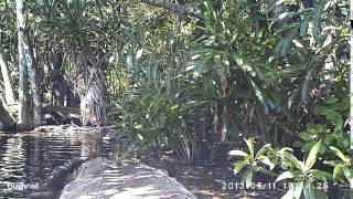 Camera Trap Hairy Nosed Otter 2  Lutra sumatrana [upl. by Monahon232]