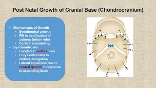 Craniofacial Growth amp Development 2 [upl. by Ulysses]