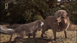 Killer Pig Entelodon Daeodon vs Amphicyon Beardog  Prehistoric Predators Episode 6 [upl. by Eladroc]