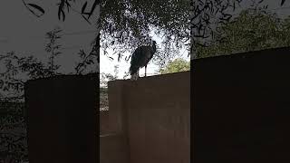 Peacock waiting the wall 🦚viralvideo shortvideo [upl. by Rannug]