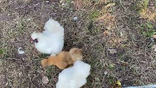 Silkies Chicken sounds Marshmello Sweet Tater Tots finally use full yard Powder Puff Flock silkies [upl. by Assillim84]