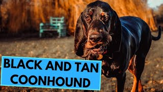 Black and Tan Coonhound  TOP 10 Interesting Facts [upl. by Assened]