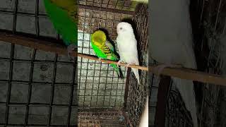 Budgies cute khargosh ka baccha✨🐦😍 budgiesparrotkikuchharuratmand birds parrot [upl. by Cherish855]