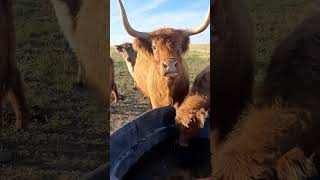 They are not helpful highlandcows colorado cows ranching [upl. by Enortna]