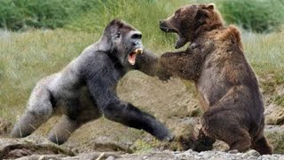 Gorilla VS Bear  Who Would Win [upl. by Daffi]