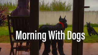 Morning With Dogs ✨ Real Time Background Piano Music For Study Reading amp Relax [upl. by Macnair733]