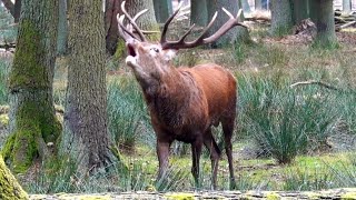 Roaring Deer Brüllender Hirsch während der Brunft Sound Call [upl. by Enom186]