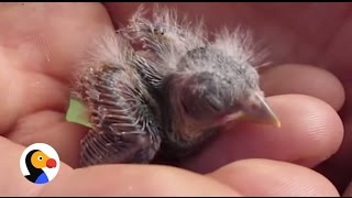 How to Save a Baby Birds Life  The Dodo [upl. by Melnick]