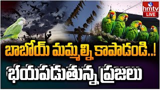 LIVE  అర్జెంటీనాలో చిలుకల దండయాత్ర  Argentine Town Battles Parrots Invasion  hmtv [upl. by Nairadal]