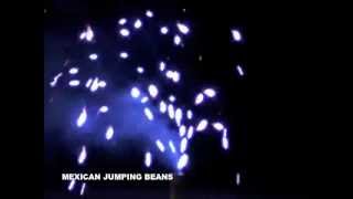 MEXICAN JUMPING BEANS by Rocket Fireworks Toronto Canada [upl. by Zawde]