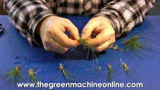 Preparing Eleocharis Parvula Hairgrass for planting in an aquarium [upl. by Richter700]