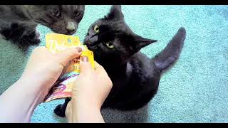 CatsUsing HD Sunglasses Camera Footage catlover cats ytshorts kitten youtubeshorts cat [upl. by Tombaugh]