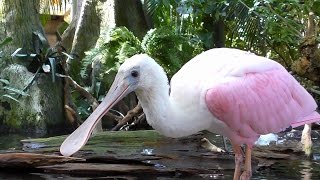 Spoonbills Feeding FYV [upl. by Goober]