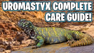 UROMASTYX CARE GUIDE How to care for Uromastyx Lizards [upl. by Meehahs435]