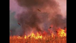 Birds of prey spread fires deliberately [upl. by Ellerahs]