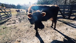 Farmers Time this CowCalf Separation Perfectly [upl. by Ng]