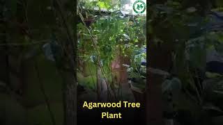 Agarwood Tree Plant  Agarwood Farming gardeningtips agarwoodfarming [upl. by Skees]