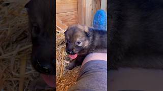 Puppy pretending to be stuck on my leg [upl. by Maritsa]