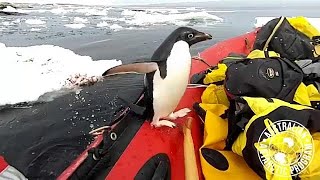 Adelie Penguin drops by Antarctic research dinghy [upl. by Octavie729]