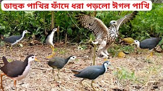 Pakhi Dhorar Asadharan Fad  Excellent Bird Trap  পাখি ধরার অসাধারণ ফাঁদ  ডাকডাহুক পাখি ধরার ফাঁদ [upl. by Ynnhoj]