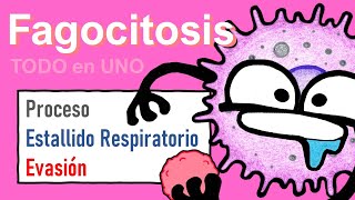 Fagocitosis  Compilación Definitiva  TODO en UNO [upl. by Intirb]