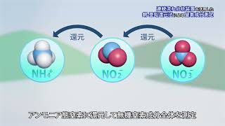 連続流れ分析装置を活用した銅ー亜鉛還元法による窒素成分測定 [upl. by Ahsayn]