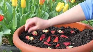 Planting Seeds From Store Bought Strawberries Episode 1 [upl. by Nodyarg357]