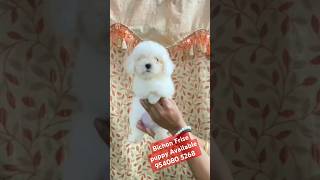 Bichon frise puppy 🐶 Available 954080 5268 shorts trending youtubeshorts ytshorts [upl. by Vharat920]