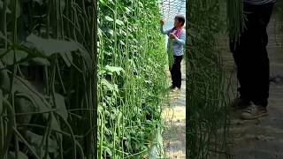 Amazing Yard Long Beans Farming will be Surprised to See the Yield  shorts yardlongbean [upl. by Nauqram937]