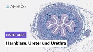 Histologie Harnblase Ureter und Urethra  Mikroskopische Anatomie  AMBOSSVideo [upl. by Ettennaj605]