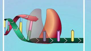 HIV Mechanisms of Action of NRTIs [upl. by Ysac]